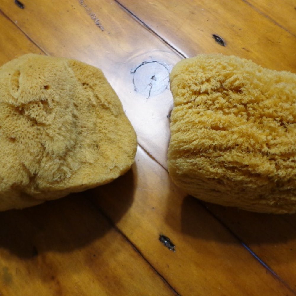 Lot of 2 New! Authentic Natural Sponges Bath